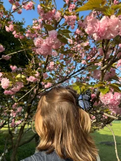 Monarch Butterfly in White Claw Clip